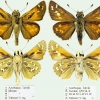 hesperia comma pallida tabl